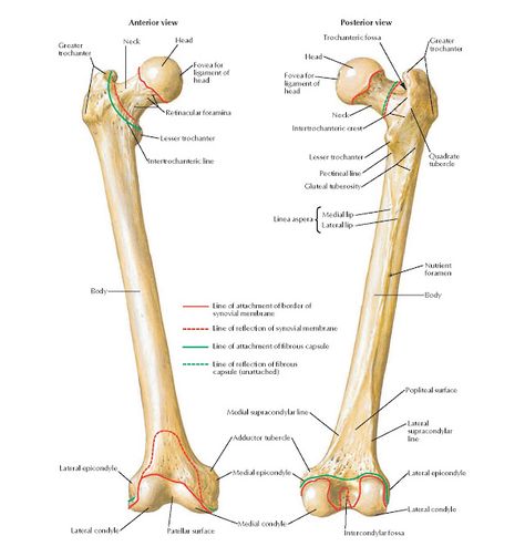 Femur Anatomy   Greater trochanter, Neck Head, Retinacular foramina, Lesser trochanter, Quadrate, Intertrochanteric line tubercle, Body, ... Femur Anatomy, Human Anatomy Picture, Skeletal System Anatomy, Human Skeleton Anatomy, Leg Anatomy, Femur Bone, Anatomy Bones, Basic Anatomy And Physiology, Human Body Anatomy