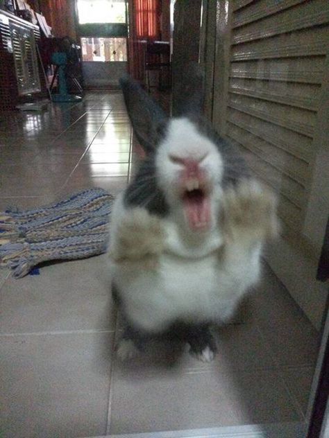 Cute Rabbit, On The Floor, The Floor