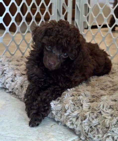 Brown Poodle Puppy, Chocolate Toy Poodle, Brown Toy Poodle, Toy Poodle Haircut, Poodle Haircuts, Brown Poodle, Miniature Poodle Puppy, Poodle Rescue, Teacup Poodle Puppies