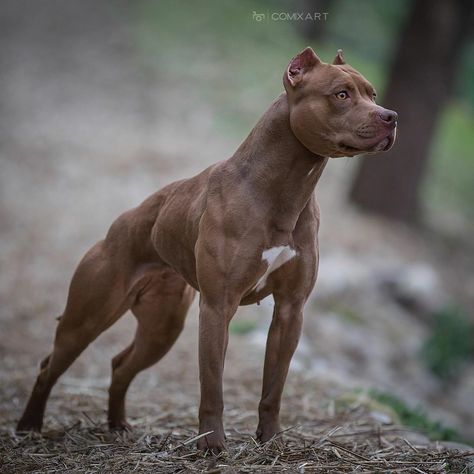 Pitbull Puppies Training, Cute Pitbull Puppies, Big Dogs Breeds, Biggest Dog In The World, Pitbull Boxer, Pit Dog, Biggest Dog, Bully Breeds Dogs, Scary Dogs