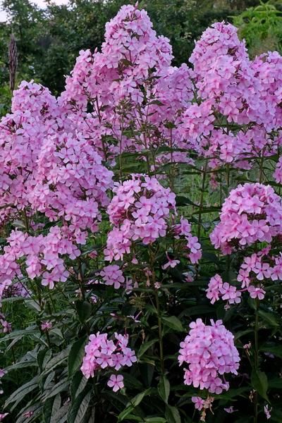 Phlox Plant, Clematis Trellis, Phlox Flowers, Phlox Paniculata, Hummingbird Plants, Pollinator Plants, Clematis Flower, Cottage Garden Plants, Pink Jade