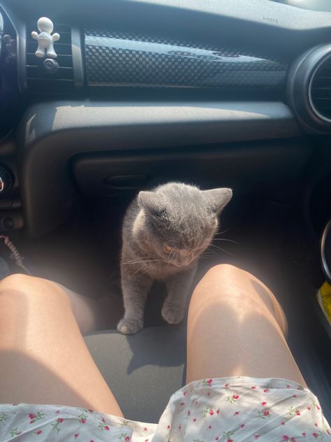 Cat in the passenger seat British Short Hair Kitten, Short Hair Kitten, British Shorthair Kittens, British Short Hair, Grey Kitten, Short Hair Cats, British Shorthair Cats, Mini Car, Cat Cute