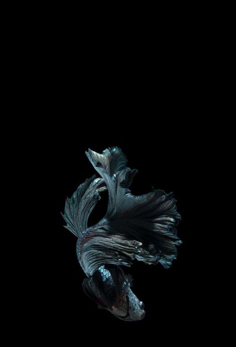 Betta Fish, Love This, Fish