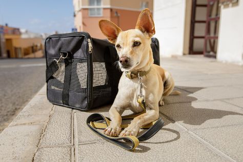 Dog with a crate. Read what you need to do prepare your dog for travel. Buzz Your Girlfriend Woof, Persuasive Speech, Dog Transport, Best Small Dogs, Funny Animals Videos, Bernedoodle Puppy, Funny Cute Animals, Dog Quote, Emotional Support Dog