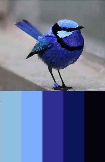 Mr. Blue Bird colors from Colourlovers Blue And Black Palette Color, Dark Blue And Black Color Palette, Birds Color Palette, Blue Birds Painting, Black And Blue Color Palette, Bird Color Palette, Blue And Black Color Palette, Dark Blue Color Palette, Color Concept