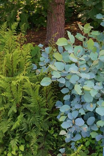 Spring White Flowers, Blue Foliage, Shadow Plants, Shade Shrubs, Hosta Gardens, Landscape Inspiration, Native Plant Gardening, Fall Landscape, Cottage Garden Plants