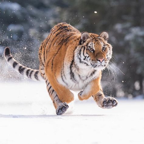 Tiger Running, Running In The Snow, Crafts Nature, Snow Tiger, Tiger Photography, Big Cats Photography, White Lions, Crafts Cute, Amur Tiger