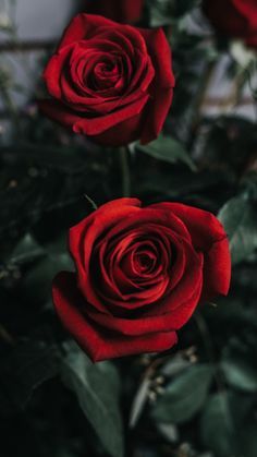 Download wallpaper 1080x1920 rose, flower, bud, red samsung galaxy s4, s5, note, sony xperia z, z1, z2, z3, htc one, lenovo vibe hd background Rose Flower, Red Roses, Roses, Iphone, Green, Red