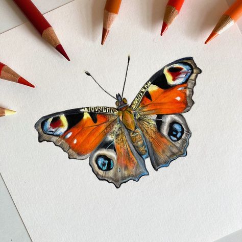 Bird Watercolor Art, Moth Drawing, Prismacolor Art, Peacock Butterfly, Butterfly Art Painting, Gcse Art Sketchbook, Bug Art, Gouache Art, Butterfly Drawing