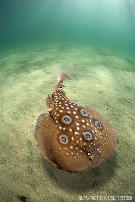 Electric Ray, Beautiful Tropical Fish, Life Under The Sea, Marine Fish, Underwater Creatures, Aquatic Animals, Exotic Fish, Cute Wild Animals, Ocean Creatures