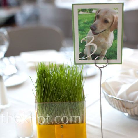 Dog Table Numbers, Minnesota Fall, Desk Garden, Photo Table Numbers, Grass Centerpiece, Wedding Couple Pictures, Picture Table, Dog Cake Topper Wedding, Number Ideas