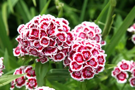 Bartnelken (Dianthus barbatus) Sweet William Flowers, Gloriosa Daisy, Garden Checklist, Dianthus Barbatus, Sweet William, Winter Bedding, Daisy Painting, Winter Plants, California Poppy