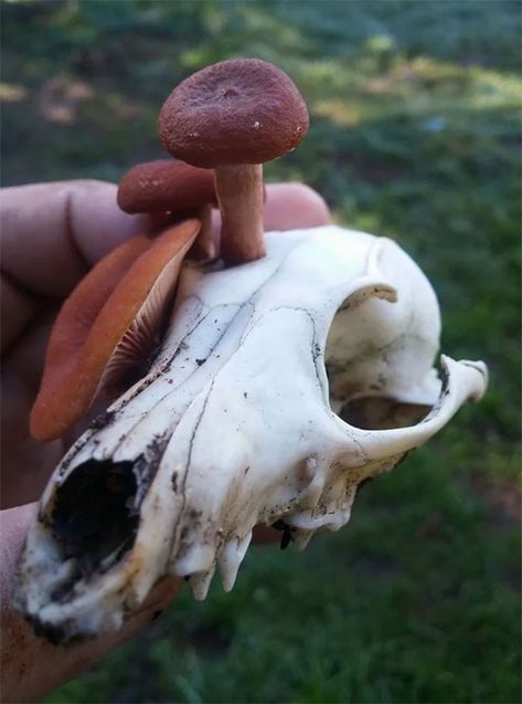 Lactarius Rubidius Growing Out Of Fox Skull Fox Skull, Skull Reference, Goblincore Aesthetic, Mushroom Pictures, Animal Skeletons, Animal Skull, Vulture Culture, Goblin Core, Animal Bones