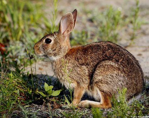 Eastern Cottontail Rabbit - Winnipesaukee Forum Eastern Cottontail, Backyard Nature, Cottontail Rabbit, Wild Bunny, Baby Rabbits, Swamp Rabbit, Forest Wildlife, Animal Sketch, Small Sketchbook