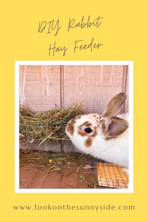 Hay Feeder For Rabbits, Diy Hay Feeder, Rabbit Hay Feeder, Rabbit Hay, Hay Feeder, Backyard Farming, Hutch, Fencing, Rabbits