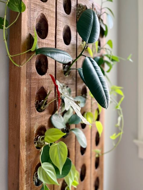 How To Make A DIY Plant Propagation Station (Easy + Stylish) Propagating Plants Wall, Diy Propagation Station, Diy Plant Propagation, Propagation Ideas, Diy Propagation, Cedar Projects, Plant Propagation Station, Sustainable Homestead, Plant Display Ideas