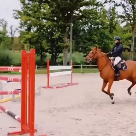 Horse Videos Jumping, Horses Show Jumping, Horse Eventing, Horses Jumping Videos, Horse Show Jumping, Horses Jumping, Horses Videos, Jumping Horses, Funny Horse Videos