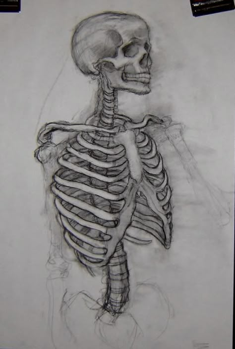 Skeleton Drawing, Skeleton Drawings, Gcse Art Sketchbook, Human Anatomy Drawing, Human Anatomy Art, Anatomy Sketches, Drawing Ideas Creative, Skeleton Art, A Skeleton