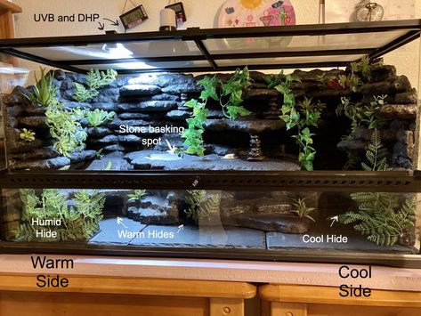 Large Reptile Terrarium Ideas, Python Tank Ideas, Caiman Lizard Enclosure, Naturalistic Leopard Gecko Terrarium, Creative Snake Enclosures, California King Snake Habitat, Diy Snake Tank Decor, Bioactive Bearded Dragon Enclosure, Leopard Gecko Habitat Diy