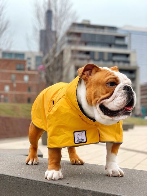 It may be rainy, but your dog doesn't need to get wet ;) #nomorewetdogsmell Handsome @charliethebulldog312 in his English Bulldog specific raincoat! English Bulldog Clothes, Bulldog Clothes, Dog Apparel, English Bulldog, Dog Clothes, French Bulldog, Bulldog, Puppies, Dogs