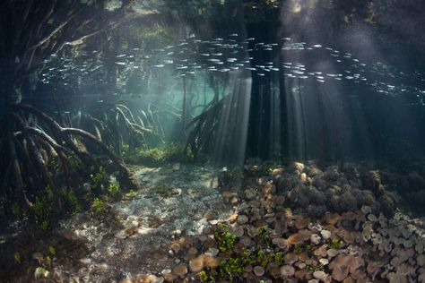 Underwater Photographer Ethan Daniels's Gallery: Underwater Seascapes: Mangrove Forest - DivePhotoGuide.com Underwater Forest, Swamp Underwater, Underwater Ecosystem, Underwater Lake, Mangrove Underwater, Underwater Swamp Photography, Underwater River Photography, Mangrove Roots Underwater, Mangrove Forest Underwater