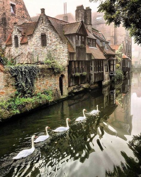 Brugge, Belgium - Imgur Bruges Belgium, Foggy Morning, Old Buildings, Beautiful Buildings, Pretty Places, Swans, Crete, Beautiful World, Wonders Of The World