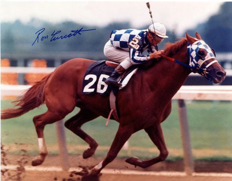 Secretariat Horse, American Pharoah, Triple Crown Winners, Pancho Villa, The Great Race, Belmont Stakes, Thoroughbred Horse Racing, Horse Rescue, Big Horses