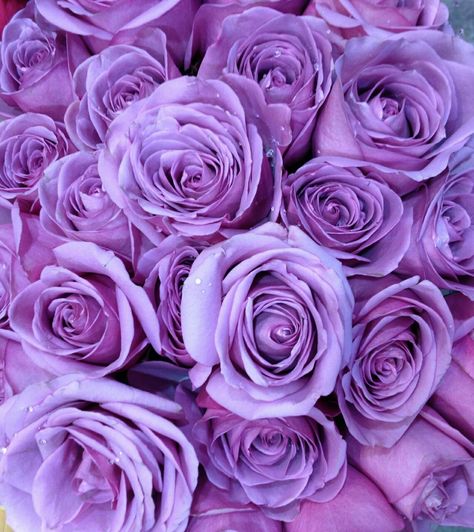 Purple Colour Flowers, Trendy Flowers, Purple Love, Lavender Roses, All Things Purple, Purple Lilac, Purple Wallpaper, Purple Aesthetic, Purple Roses