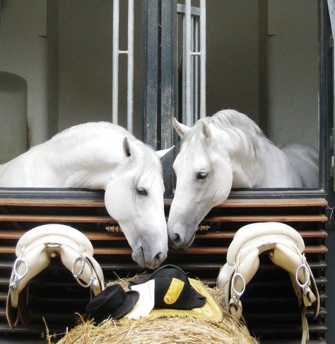 Spanish Riding School - Vienna 2 Horses Together, Lippizaner Horses, Spanish Riding School Vienna, Sharing Secrets, Spanish Riding School, Stable Doors, Horses Beautiful, Riding School, Majestic Horse