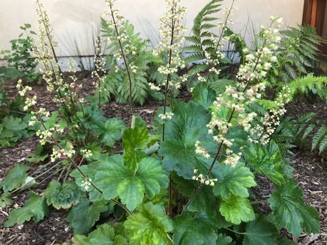 Heuchera Maxima, Classroom Garden, Front Yard Plants, Yard Plants, Shade Gardens, Front Lawn, Pacific Palisades, Forest Floor, Garden Tours