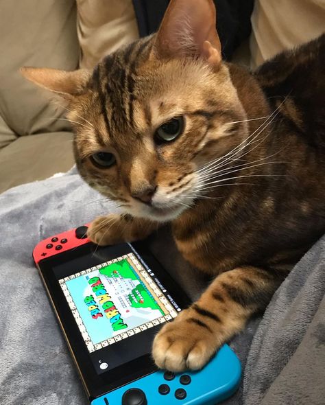 Image may contain: phone and cat Cat On Phone, Animal Crossing Super Mario, Leo Core, Mario Cute, Nintendo Switch Lite Case, Switch Lite Case, Cat Gaming, Cat Games, Nintendo Lite