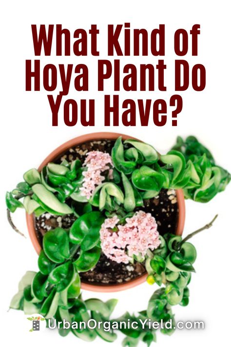 Hoyas Plant Varieties, Types Of Hoya Plants, Hoya Plant Varieties, How To Care For Hoya Plant, Hoya Types, Hoya Plant Care, Hoya Polyneura, Plants To Grow Indoors, Wayetii Hoya