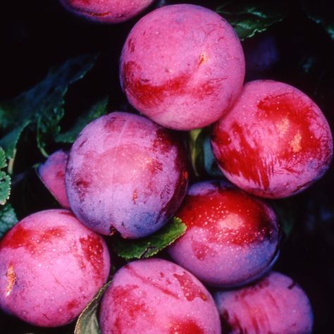 Buy plum / Prunus domestica 'Opal' plum 'Opal': Delivery by Waitrose Garden in association with Crocus Victoria Plum, Purple Fruit, Garden Compost, Plum Tree, Lawn Edging, Low Light Plants, Fruit Tree, Crab Apple, Stone Fruit