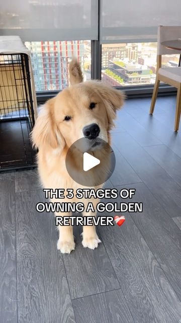 Big Fluffy Golden Retriever, Tucker The Golden Retriever Videos, Golden Retriever Puppy Videos, Golden Retriever Funny Videos, Baby Golden Retrievers, Funny Golden Retrievers, English Golden Retriever Puppy, Golden Retriever Instagram, Dog Zoomies