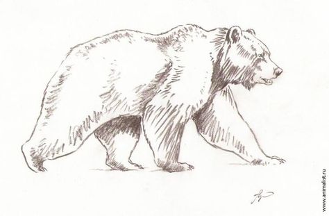 Bear Profile Tattoo, Bear Side Profile Drawing, Bear Growling Drawing, Grizzly Bear Drawing Sketches, Bear Sketch Drawing, Bear Sketch Simple, Grizzly Bear Sketch, Bear Drawing Sketches, Simple Bear Drawing