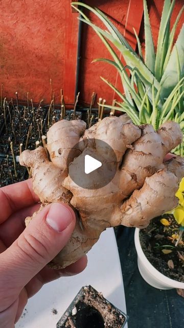 Plant Fanatics on Instagram: "🌿🌟 Transform Your Kitchen Scraps into a Lush Ginger Garden! 🌱✨ Unlock the magic of growing your own ginger from a simple store-bought piece. Easy, eco-friendly, and so rewarding! 🏡💚 Dive into my latest video to see how it’s done. Let’s grow together! 🌱🤗 #UrbanGardening #SustainableLiving #GingerGarden #EcoFriendlyTips #Homegrown #KitchenGardening #PlantLover #GrowYourOwn #HealthyLifestyle #GreenLiving #NatureLovers #GardeningLife #InstaGarden #GardeningCommunity #OrganicGardening #PlantsofInstagram" Ginger Rhizome, Grafting Plants, Growing Ginger, Kitchen Scraps, Ginger Plant, Growing Veggies, Growing Tips, Home Vegetable Garden, Plant Cuttings