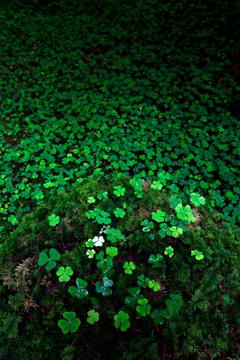 Feeling lucky? | Time for something a bit different… | Jason Theaker | Flickr Clover Field, Irish Eyes Are Smiling, Irish Eyes, St Pattys Day, On The Ground, Green Aesthetic, Clover Leaf, Go Green, Shades Of Green