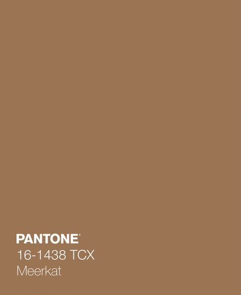 Earth Tone Colour Palette, Earth Tones Paint, Future Room, Brown Paint, Chocolate Color, Paint Samples, Color Inspo, Color Swatch, Warm Brown