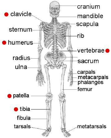 osteo01a.gif (358×445) Apologia Anatomy, Skeletal System Anatomy, Skeleton System, Human Skeletal System, Human Body Unit, Human Body Art, Skeletal System, Muscular System, Human Bones