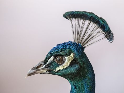 These 15 Photographs Of Peacocks Will Make You Smile | Light Stalking Peacock Head, Peacock Images, Peacock Photos, Shadow Illustration, Peacock Pictures, Mythical Birds, Pink Abstract Painting, Peacock Painting, Brown Bird