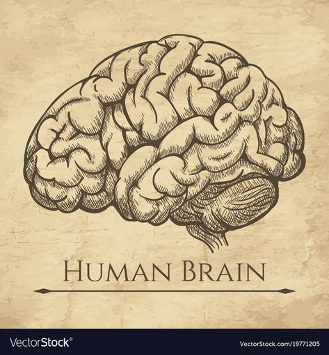 Brain Drawing Anatomy, Brain Art Drawing, Human Brain Drawing, Biology Drawing, Brain Drawing, Brain Illustration, Drawing Anatomy, Brain Art, Arrow Tattoo