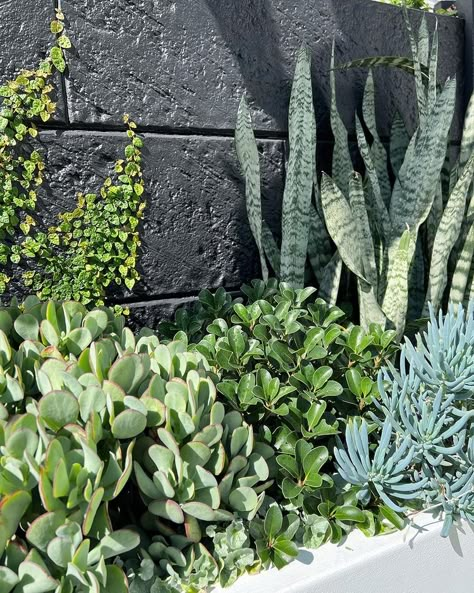 Rocks In Garden Landscaping, Pool Landscaping Rocks, Agave Garden Design, Succulent Arrangements Outdoor, Landscaping Layout Design, Outdoor Planters Ideas, Succulents Landscaping, Pool Plants, Coastal Landscaping