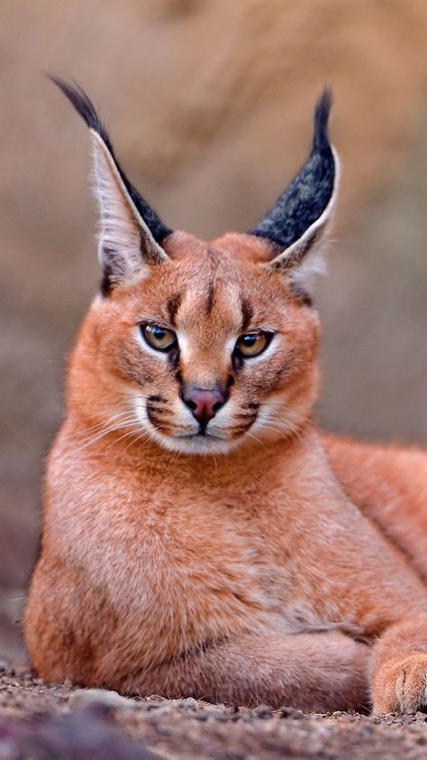 1080x1920 Wallpaper caracal, big cat, lay Caracal Cat, Söt Katt, Exotic Cats, Cheetahs, Large Cats, Animal Faces, On The Ground, Lynx, Exotic Pets