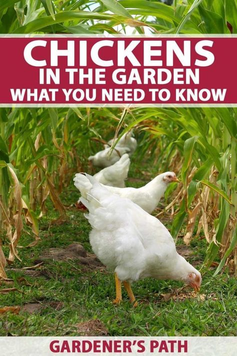 Chickens In The Garden, Chicken Accessories, Coop Ideas, Chicken Garden, Veggie Patch, Gardening Hacks, Keeping Chickens, Building A Chicken Coop, Bug Repellent