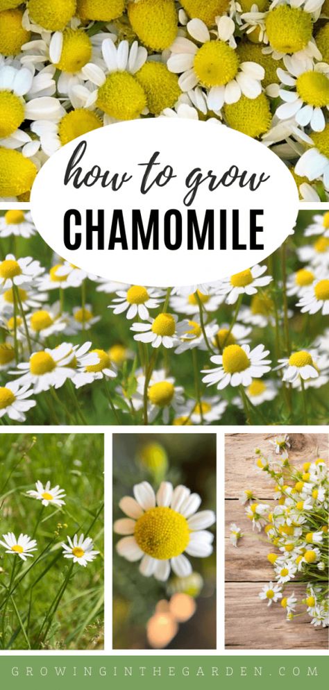 Herb Garden Outdoor Containers, How To Harvest Chamomile, How To Use Chamomile Plant, Useful Plants To Grow, How To Dry Chamomile Flowers, Wild Chamomile Plant, How To Make Chamomile Tea From Plant, How To Grow Camomile, Daisy Vs Chamomile