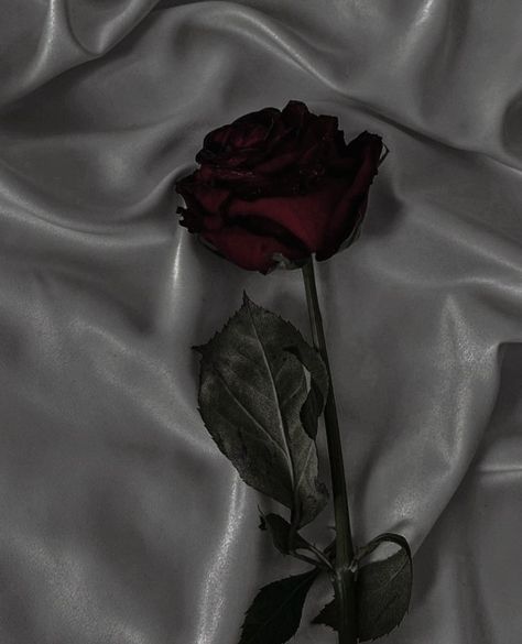 Red + Core + Aesthetic, Rosé Dark Aesthetic, Dark Red Roses, Aesthetic Roses, Rosé Aesthetic, Red Icons:), Nothing But Flowers, Phone Wallpaper For Men, Dark Academia Aesthetic