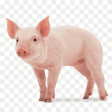 Large White Pig, Pig Silhouette, Dog Emoji, Pig Images, White Pig, Pig Png, Miniature Pigs, Pig Food, Pig Illustration