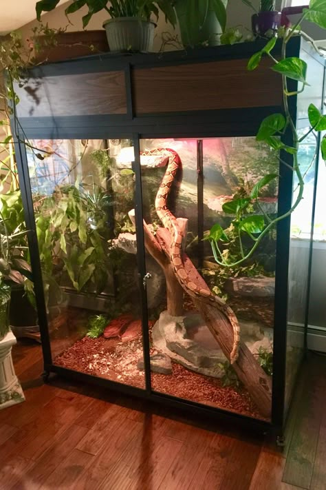 Snake Tank Ideas, Boa Enclosure, Reptile Room Ideas, Python Enclosure, Snake Habitat, Snake Cage, Snake House, Reptile Tanks, Snake Cages