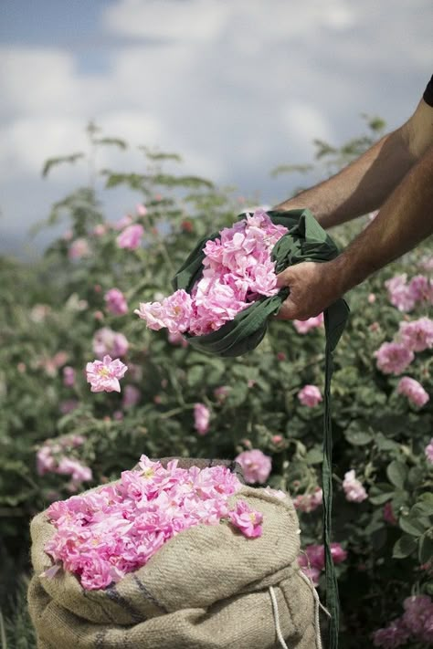 Chanel N°5 : visite guidée des champs de fleurs Chanel à Grasse | Vogue Paris Grasse France, Chanel N 5, Chanel Flower, Jasmine Perfume, Vogue France, Rose Perfume, Spring Mood, Comme Si, Indian Aesthetic