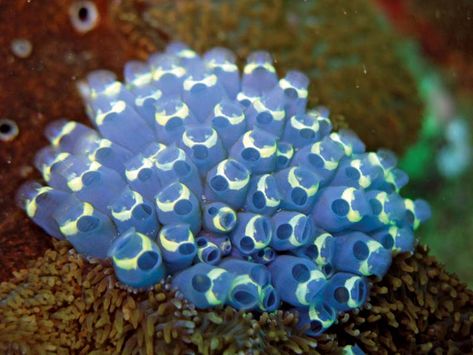 Sea squirt | tunicate | Britannica Intertidal Zone, Sea Squirts, Sea Squirt, Sea Plants, Sea Slug, Beautiful Sea Creatures, Reef Aquarium, Ocean Creatures, Marine Animals